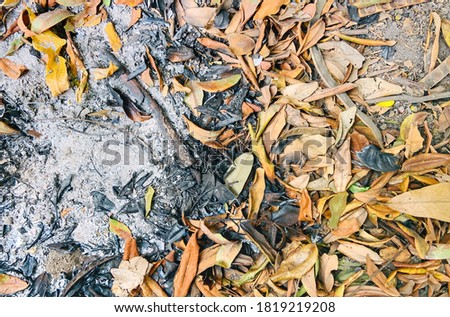 burn marks of dry leaves falling from trees