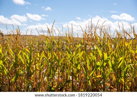corn harvest field prepared to be picked with blue sky
