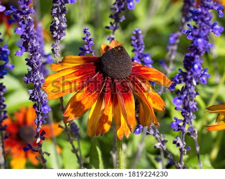 Black-eyed Susan (Rudbeckia hirta) on the flower bed with blue flowers