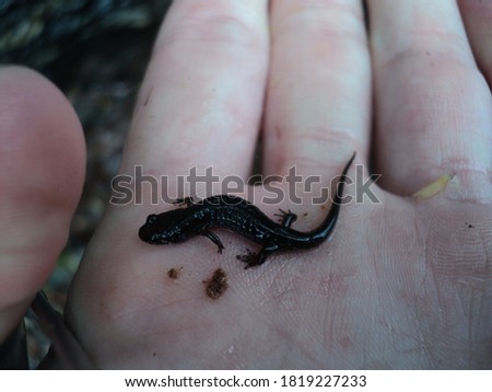 Larval salamander held in hand