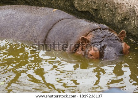 Hippopotamus immersed in the zoo's outdoor pool