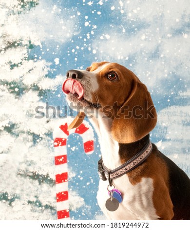 Young Beagle Dog in front of Holiday Backdrop Licking Lips as he waits for a Treat from Santa.
