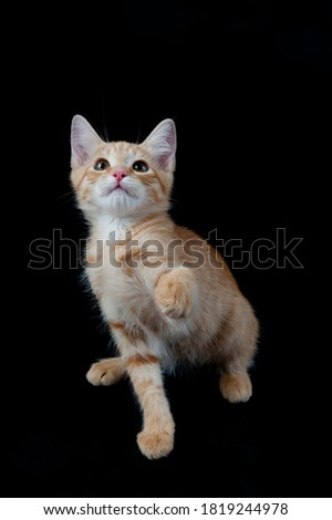 Playful Yellow and White Kitten with raised Paw isolated on Black.