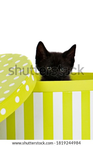 A small black kitten looks over the edge of a colorful box directly at the camera isolated on white with copy space.