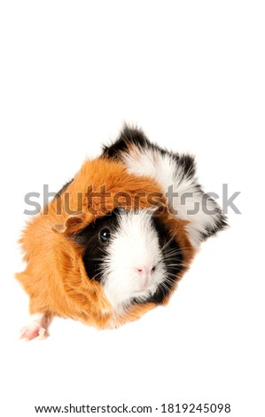 Tri-color guinea pig isolated on white looking toward camera with copy space.