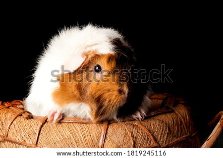 A cute tri-colored guinea pig peeks out of a basket, isolated on black.