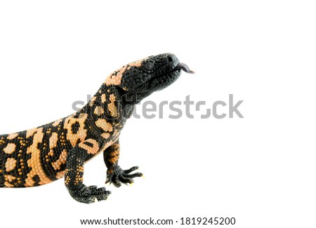 Gila Monster with tongue out crawls on white backdrop with copy space Royalty-Free Stock Photo #1819245200