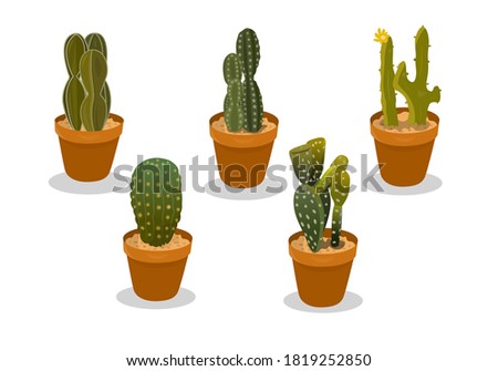 Cactus home decoration interior plant minimalist vector illustration 