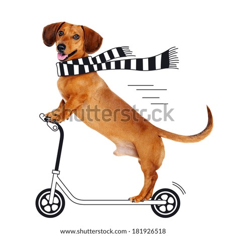 dachshund dog riding the cartoon scooter