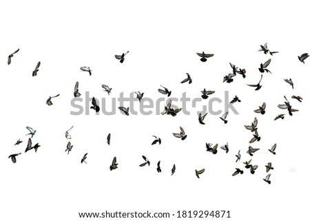 Flock of pigeons flying in the white background
