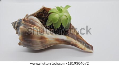 A single whelk shell wit ha small plant/succulent planted inside