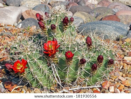 The claret-cup cactus, also called the strawberry cactus, blooms in the rock garden in the Arizona springtime. Royalty-Free Stock Photo #181930556