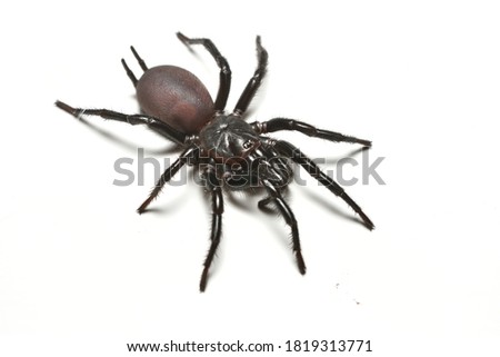 Closeup picture of Taiwanese black funnel-web spider Macrothele sp. (Araneae: Mygalomorphae: Macrothelidae; former Hexathelidae) from Taroko national park (Taiwan), photographed on white back ground.