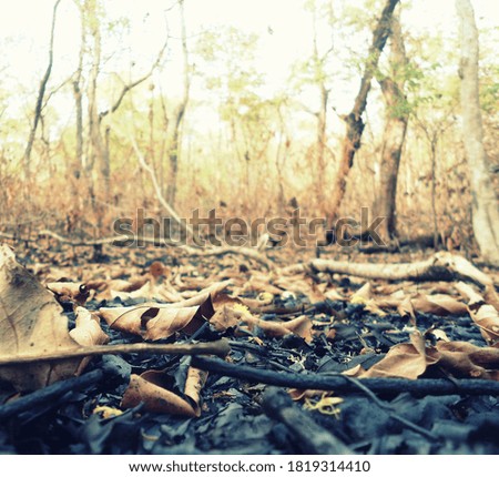 Image of dry forest land in the autumn