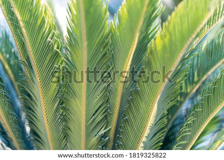 Green palm tree leaves. Abstract nature blurred background.