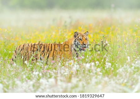 Wild cat in wildlife nature. Siberian tiger in nature flower bloom habitat. Amur tiger hunting in green white cotton grass. Dangerous animal, taiga, Russia. Big cat sitting in environment.   Royalty-Free Stock Photo #1819329647