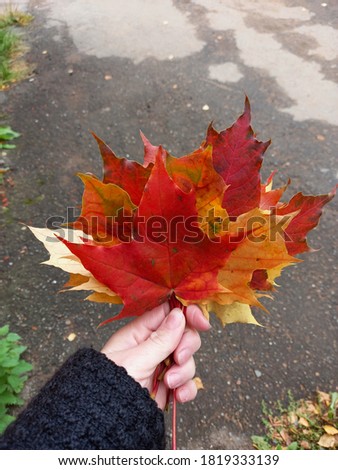 Autumn bouquet of maple leaves, red and yellow