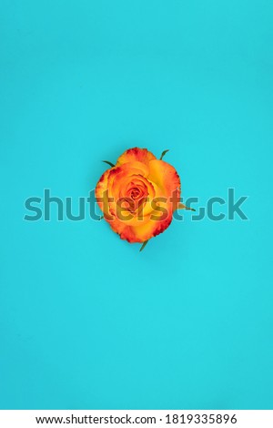 Yellow blooming rose on a blue background.A gift for the holiday.Beautiful flower.