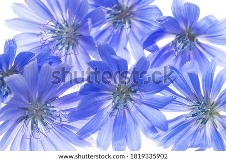 blue summer flowers on white background