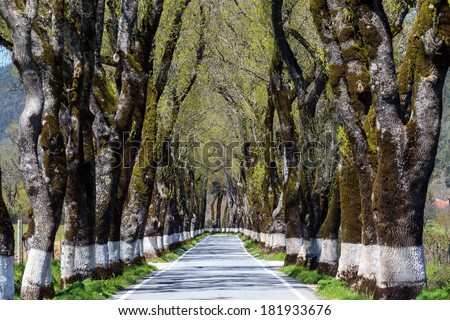 Tunnel of trees in typical road in Alentejo. The ash trees are centenary trees Royalty-Free Stock Photo #181933676