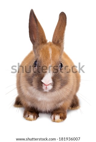 Cutout photo of a beautiful brown 3 weeks old rabbit