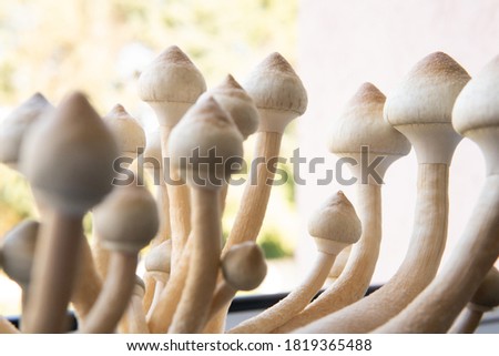 Psilocybin cubensis mushroom. Fungi hallucinogen. Growing Albino A strain. Medical research of psilocybin . Psilocybin cubensis mushroom.