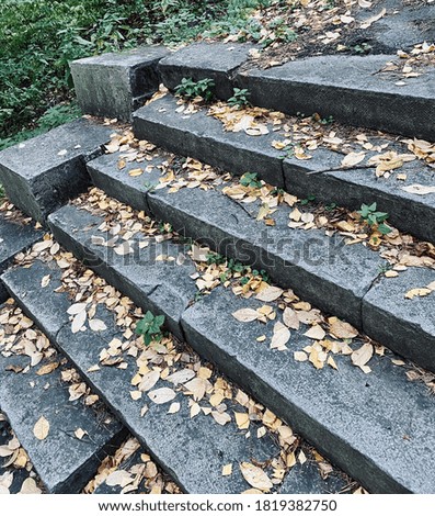 stone staircase with autumn leaves
