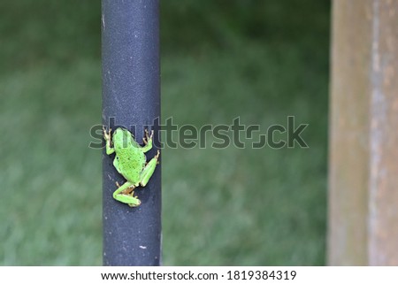 A tree frog climbing up a black table post.