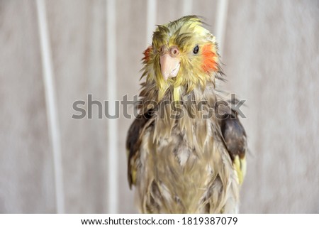 angry bird, wet bird, wet cockatiel after swimming Royalty-Free Stock Photo #1819387079