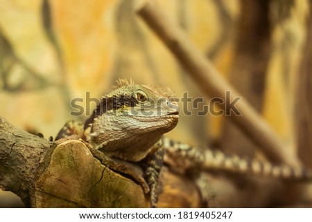 Macro pictures of the reptile