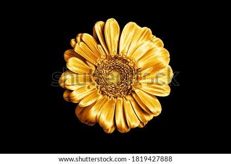 One golden gerbera flower black background isolated closeup, gold metal petals gerber flower, shiny yellow metallic leaves daisy, single decorative chamomile, floral vintage decoration, design element