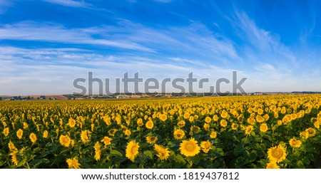 Beautiful day over sunflowers field