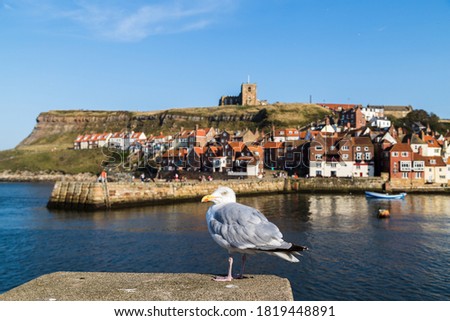Close up of a sea gull on the harbour side in Whitby pictured in front of the landmarks on the East of the town.