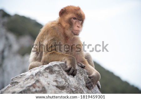 Apes on the Rock of Gibraltar 