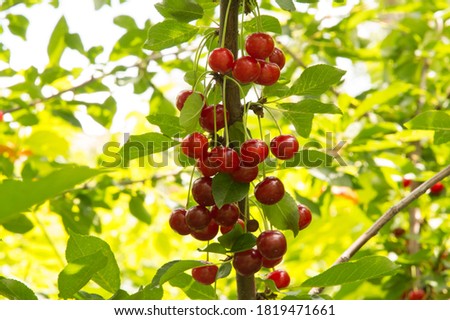 close-up: branches with plenty red-ripe cherry
