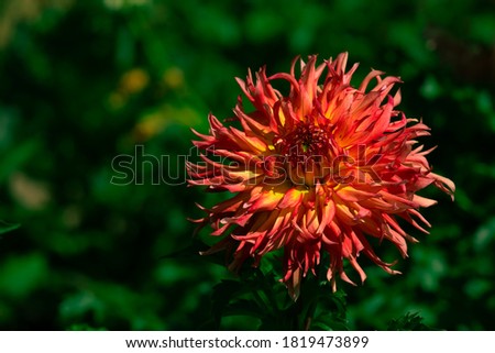 Colorful of dahlia red flower in beautiful garden. Autumn flowers, trendy color.