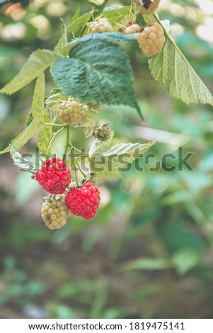 Close up picture of bush on green background with red raspberries, as wallpaper. Copy space for text on the bottom of the picture. Growing branch on a raspberry Bush with ripe pink berries.
