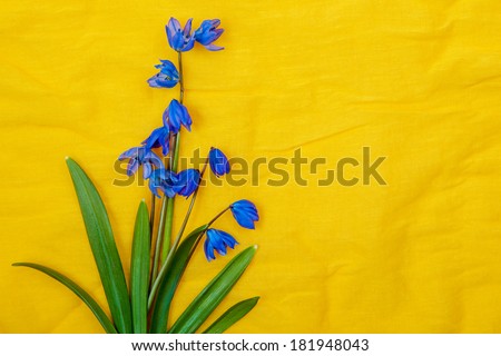 blue spring flowers on yellow background 