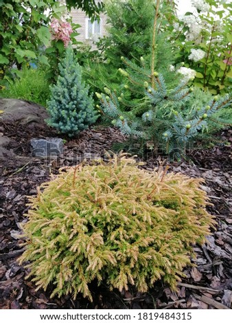 Golden yellow Thuja occidentalis Golden Tuffet on a mulch bed with other coniferous plants. Flower Wallpaper Royalty-Free Stock Photo #1819484315