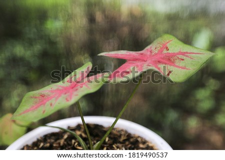 Caladium Redstar or keladi red star with dominant green leaves and red center.