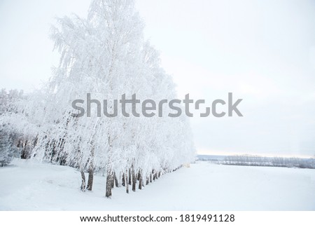 Frozen trees and branches . Beautiful white winter.