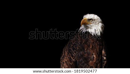 Portrait of Bald eagle on black background (Haliaeetus leucocephalus), Wild proud bird, Symbol of America.