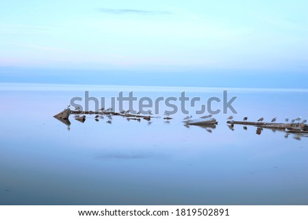 Curonian spit, Birds on the Curonian Lagoon