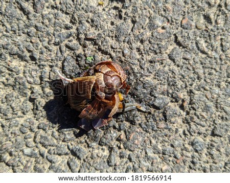 snail with a broken shell on the pavement