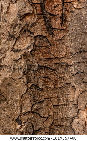 A rough tree texture of a trunk of a chestnut tree. 