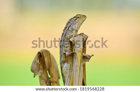 Oriental garden lizard (Calotes versicolor) - Garden lizards are relaxing on tree branches, camouflage garden lizards. Close up chameleon details.