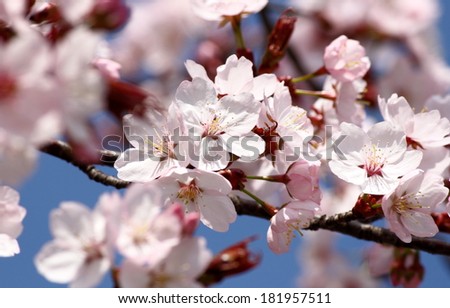 Beautiful bright white cherry blossoms 