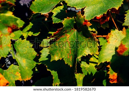Grape leaves in the sun. Close-up.