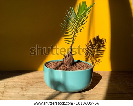 A cycad bonsai plant in blue pastel color with planting materail on wooden table background with a shadow on yellow wall