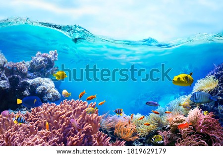 Colorful tropical fish in coastal waters. Life in a coral reef. Animals of the underwater sea world. Ecosystem.  Royalty-Free Stock Photo #1819629179